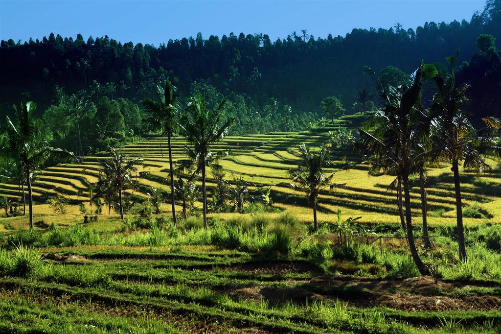 فندق Lafyu Bali سينغاراجا المظهر الخارجي الصورة